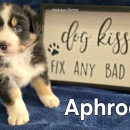 Aphrodite - Black tri-color female Australian Shepherd puppy in Smithfield, Utah from Invictus Farms
