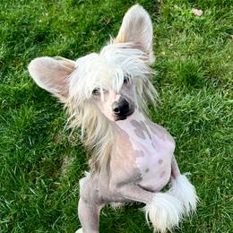 Armani - Sable male Chinese Crested puppy in Springfield, Oregon from Rose’s Chinese Cresteds