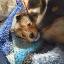 Toy Shetland Sheepdog Puppies from LaLa's Lilliputian Lassies