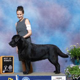 Sailor - Labrador Retriever