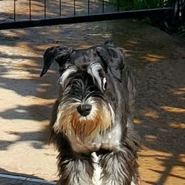 Miniature Schnauzer puppies from Findell Kennel, LLC