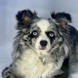 Matilda - Toy Australian Shepherd