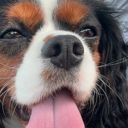 Cavalier King Charles Spaniels from MacArthur Cavi’s