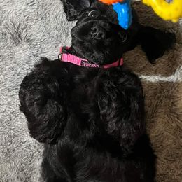 Cocker Spaniel Puppies from Hallmark Cocker Spaniels