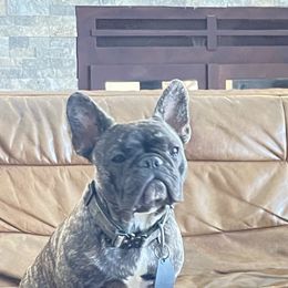Eeny - French Bulldog