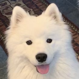 Sasha - Samoyed