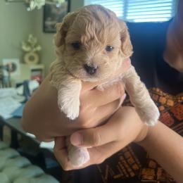 Poodle Puppies from Sun