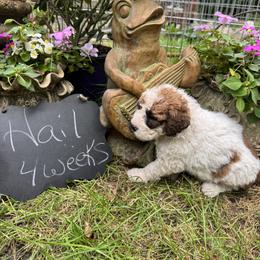 Hail - White and brown male Saint Berdoodle puppy in Traverse City, Michigan from Bare Paws Saint Berdoodles