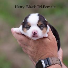 Hetty - Black and tan female Pembroke Welsh Corgi puppy in Manchester, Kentucky from Riverside Corgis