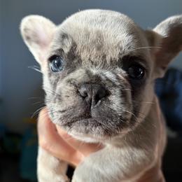 Batman - Blue fawn male French Bulldog puppy in Cincinnati, Ohio from Fancy Lil Frenchies