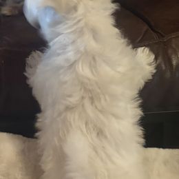 Maltese and Maltipoo Puppies from Playful Paws Maltese and Maltipoos