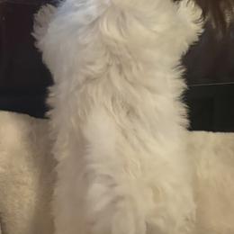 Maltese and Maltipoo Puppies from Playful Paws Maltese and Maltipoos