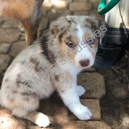 Australian Shepherd Puppies from Mika’s Aussies