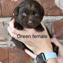 Green female - Chocolate female Labrador Retriever puppy in Mississippi from Sure Shot English Labs