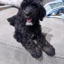 Rhea - Tri-color female Bernedoodle puppy in Benton, Arkansas from B&K Doodles, LLC