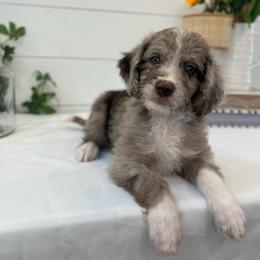 Peter - White and red merle male Bordoodle puppy in Valley Center, California from Circle R Valley Bordoodls
