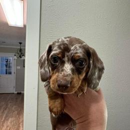Dachshund All Grown Up from The Doxie Den