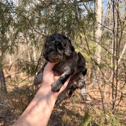 Chiffon - Merle female Cavapoo puppy in Midland, North Carolina from Rocky River Cavapoos