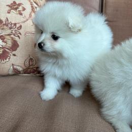 Boy 3 - Cream parti male Pomeranian puppy in Houston, Texas from Lola’s Poms