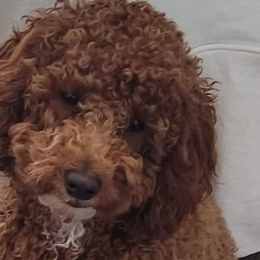 Milo - Goldendoodle