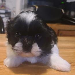 Male 1 - Black and white male Shih Tzu puppy in Belleville, Michigan from Patricia's Heavenly Earth Angels