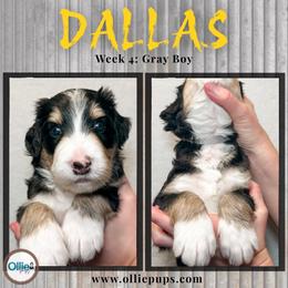 Dallas - Tri-color male Bernedoodle puppy in Boiling Springs, South Carolina from OlliePups, LLC