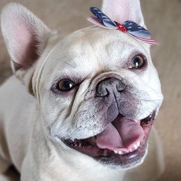 Maddie - French Bulldog