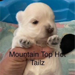 Styles - White male Morkie puppy in Taylorsville, North Carolina from Mountain Top Hot Tailz