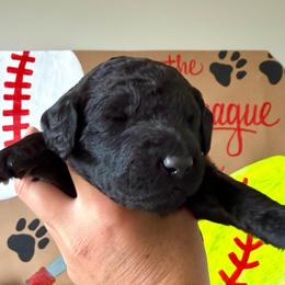 Shoeless Joe - Black male Labradoodle puppy in Adams, Nebraska from Boxcar Doodles and Poodles