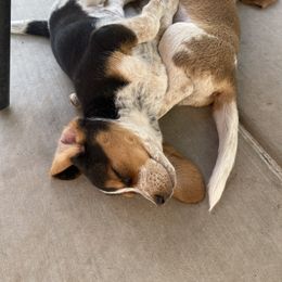 Beagle and Doberman Pinscher Puppies from Desert Mountain Canines