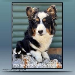 Halo - Pembroke Welsh Corgi