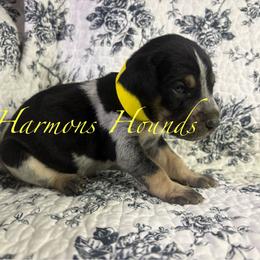 Honey - Blue ticked and tan female Bluetick Coonhound puppy in Mount Pleasant, Texas from Harmons Hounds