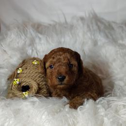 Anton OFA and CHIC sire - Red  male Poodle puppy in Westfield, North Carolina from Legacy Pets