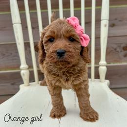 Orange girl - Apricot female Australian Labradoodle puppy in Chelsea, Michigan from Michigan Labradoodles