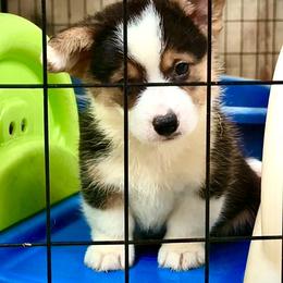 Princeton-AKC red head tri, natural long tail - Black and tan male Pembroke Welsh Corgi puppy in Taylorsville, North Carolina from Mill Creek’s Pembroke Welsh Corgis and French Bulldogs