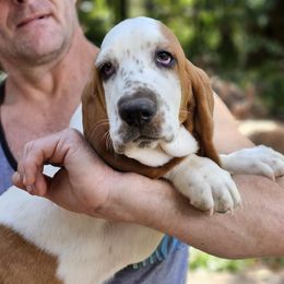 Boy 1 - Red and white Basset Hound puppy in Madisonville, Tennessee from Cash’s Bassets