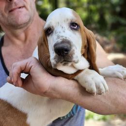 Boy 1 - Red and white Basset Hound puppy in Madisonville, Tennessee from Cash’s Bassets