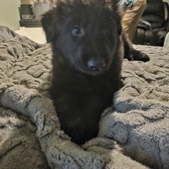 Belgian Sheepdog Puppies from Kimberly Perry