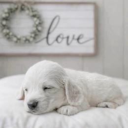 Dachshund Puppies from RRD