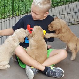 Goldendoodle and Poodle Puppies from The Doodle Patch
