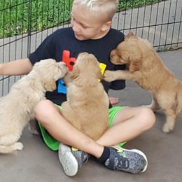 Goldendoodle and Poodle Puppies from The Doodle Patch
