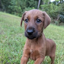 Girl 1 - Red female Irish Terrier puppy in Broadway, North Carolina from Detmore Kennels