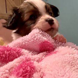 Rebel - Red white and sable male Papillon puppy in Xenia, Ohio from 4 Paws Piper's Legacy Papillons
