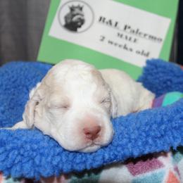 Lagotto Romagnolo Puppies from Royal and Loyal Lagotto Romagnolo