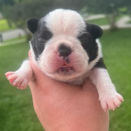 Spot - Black brindle and white male Boston Terrier puppy in Powell, Tennessee from KP Pugs & Boston Terriers