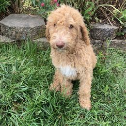 Poodle Puppies from Rocky Mountain Poodles