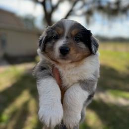 Lila - Blue merle female Australian Shepherd puppy in Orlando, Florida from Skaky Shepherds