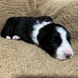 Danny Ocean - Black male Border Collie puppy in Crawfordsville, Indiana from Rescued Dreams Border Collies