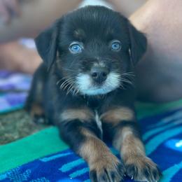 AnW - Black tri male Miniature Australian Shepherd puppy in Lincoln, California from Country Dreams Mini Aussies