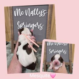 Mesquite - Liver and white female English Springer Spaniel puppy in Freeland, Michigan from McNally's Springer Spaniels